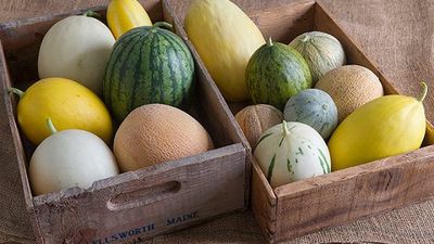 Different Types of Melon Fruits 's photo