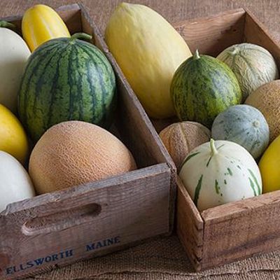 Food For Thought : Why you should be a Melon-naire!'s photo