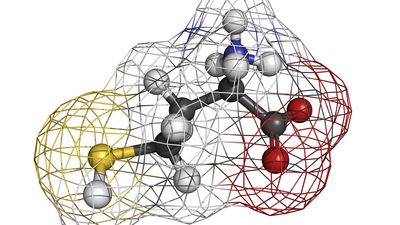 Metabolic Health and its Biomarkers's photo