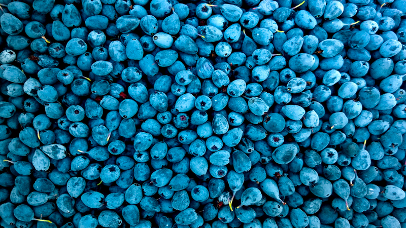 Blueberries Good for Diabetes