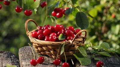 Is Cherry Good for Diabetes - Sugar.Fit's photo