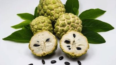 Is Custard Apple Good For Diabetes - Sugar.Fit's photo