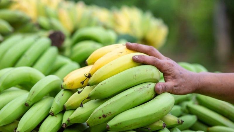 is raw banana good for diabetes
