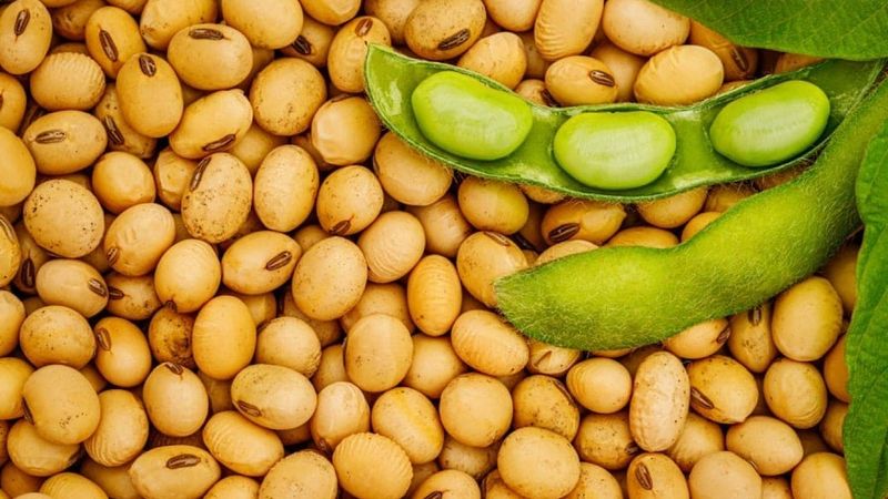 is soya beans good for diabetes
