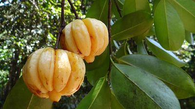 Garcinia Cambogia: Safe for Weight Loss? - Sugar.Fit's photo