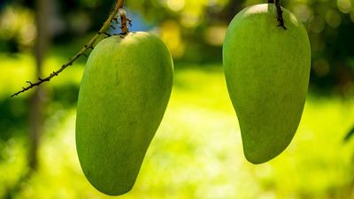 Mango for Weight Loss: Best Time to Consume - Sugar.Fit's photo