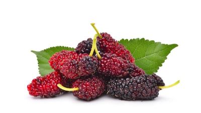 Is Mulberry Good for People With Diabetes - Sugar.Fit's photo