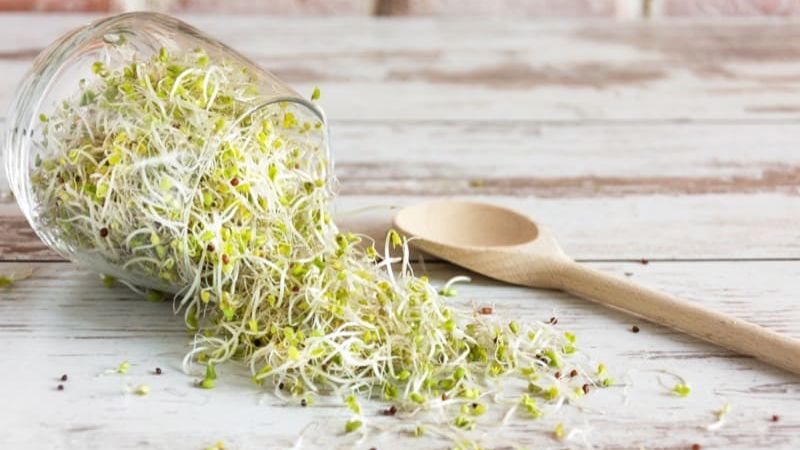 Glycemic Index of Sprouts