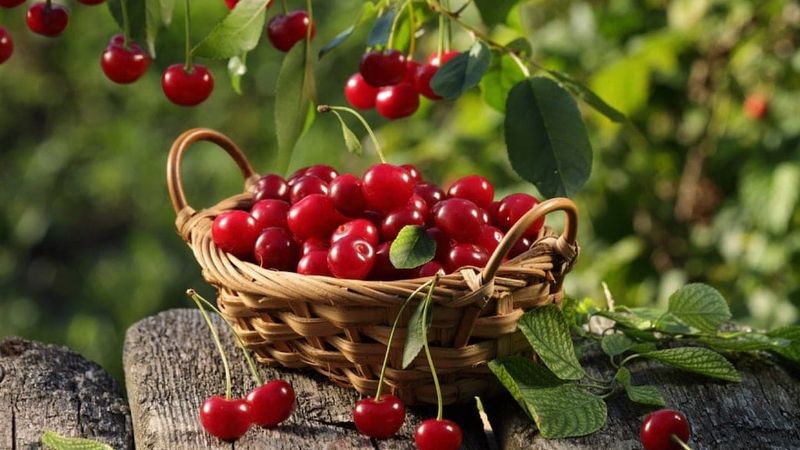 Is cherry good for diabetes